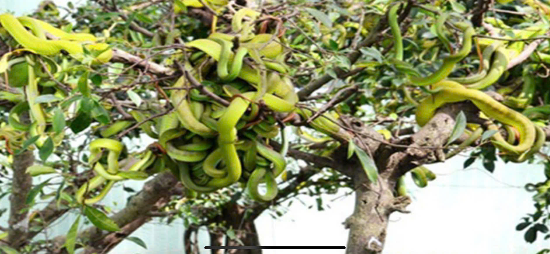 Explore the Mysterious World of Snakes at Dong Tam Snake Farm with Dalat Easyrider