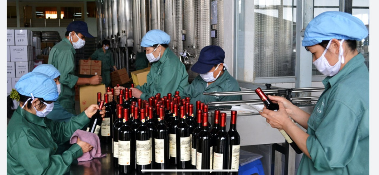 Discover Dalat’s Wine Culture: A Vineyard Adventure with Dalat Easyriders
