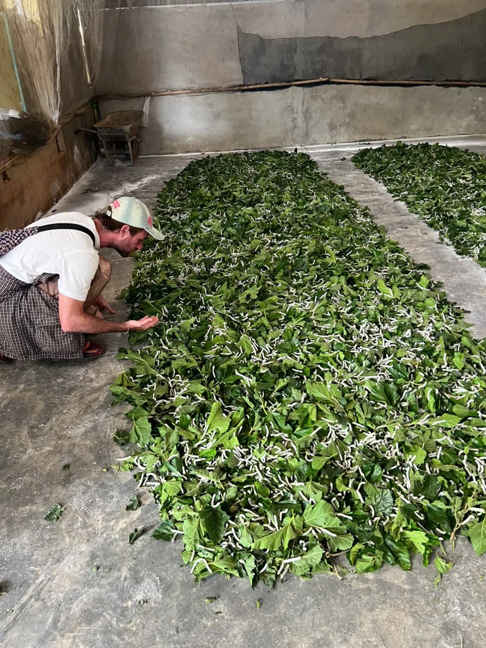 Discover the Traditional Silkworm Farming in Da Lat with Dalat Easyrider