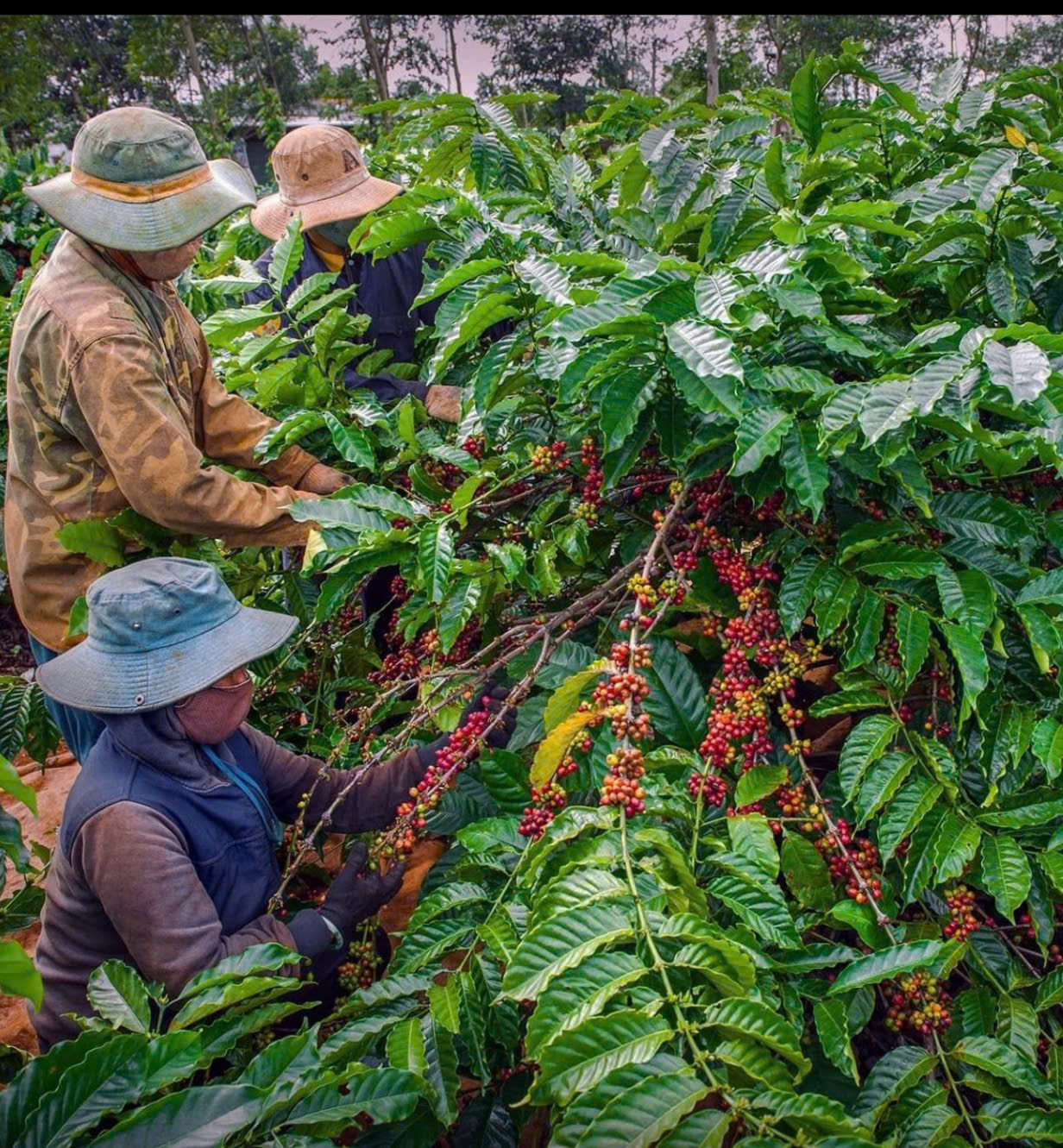 Dalat Easyrider Coffee Plantation Tour – Discover Vietnam’s Coffee Culture in the Central Highlands