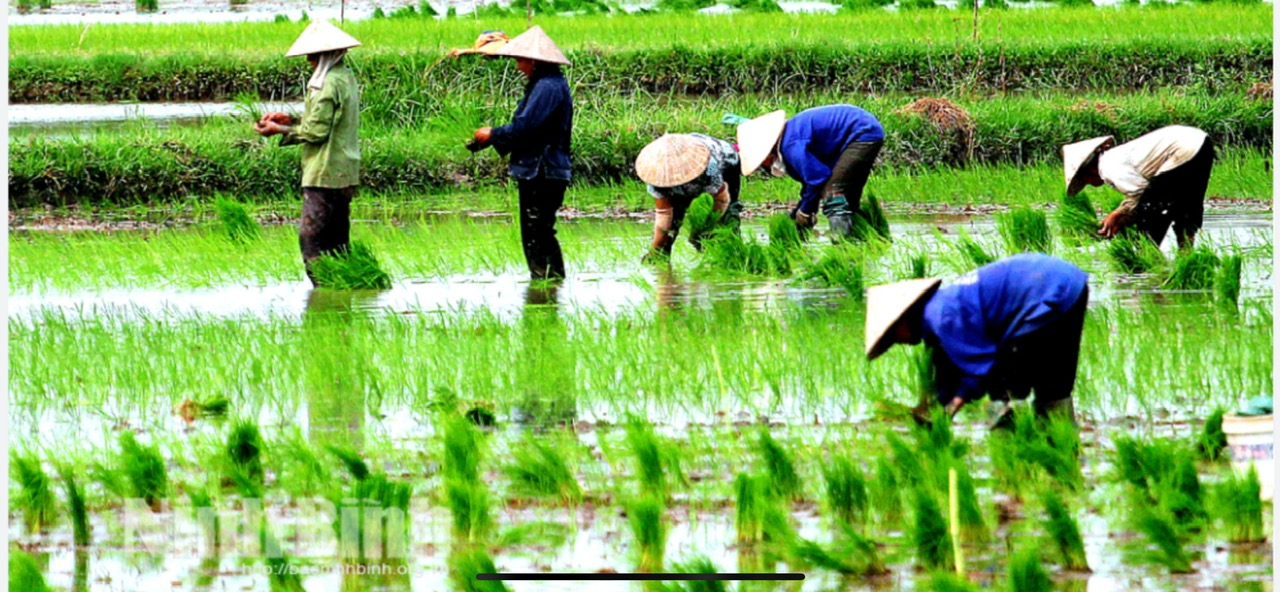 Rice & Mountains: Discovering Wet Rice Cultivation in Northwest Vietnam with Dalat Easyrider”