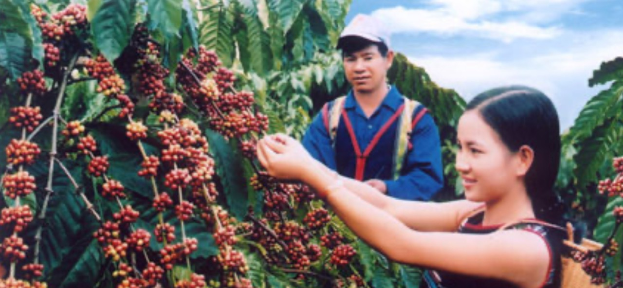 Exploring the Coffee Festival on the Central Highlands of Vietnam with DalatEasyrider”