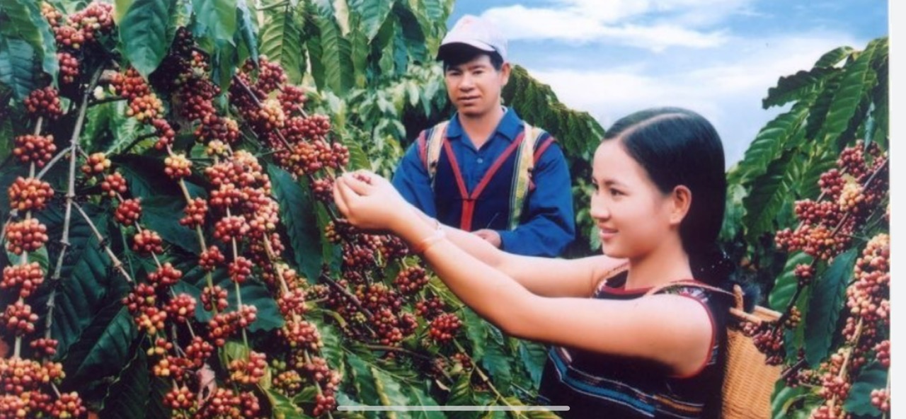 Discover the Coffee Capital of Vietnam with #DalatEasyrider – A Flavorful Journey to Buon Ma Thuot & the Central Highlands