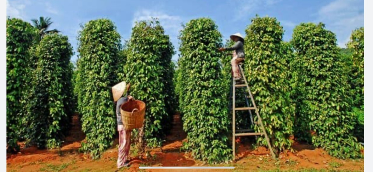 Explore the Pepper Capital of Vietnam’s Highlands with Da Lat Easyriders”