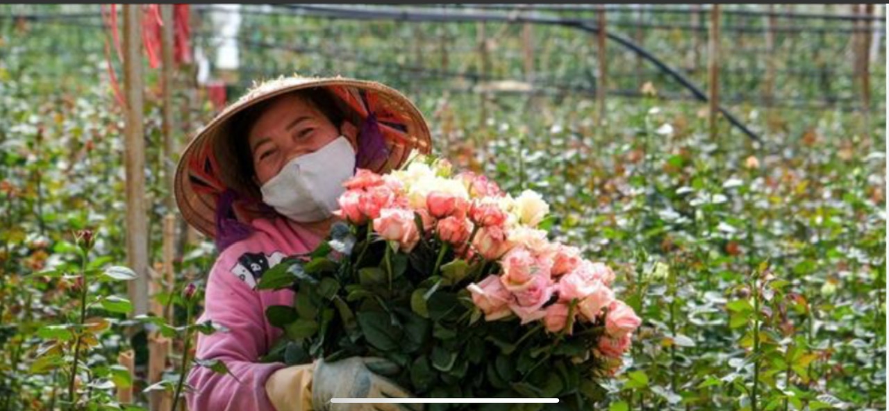 Discover and Experience Flower Farming with Local Farmers in Da Lat with Dalat Easyrider 🌸🏍️