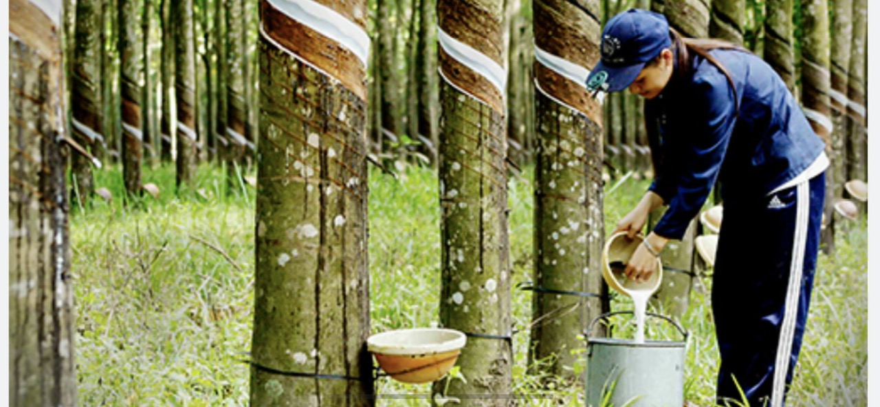 Explore Vietnam’s Endless Rubber Forests with Dalat Easyrider – A Journey into Nature and Tradition”