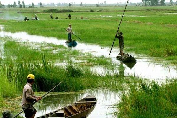 The Golden Rice Harvest Season in Vietnam’s Highlands | Dalat Easyrider Experience