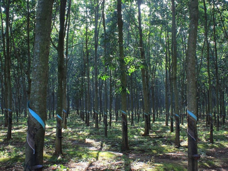 Rubber Plantation Tours in Vietnam – Discover the Art of Rubber Harvesting with Dalat Easyrider