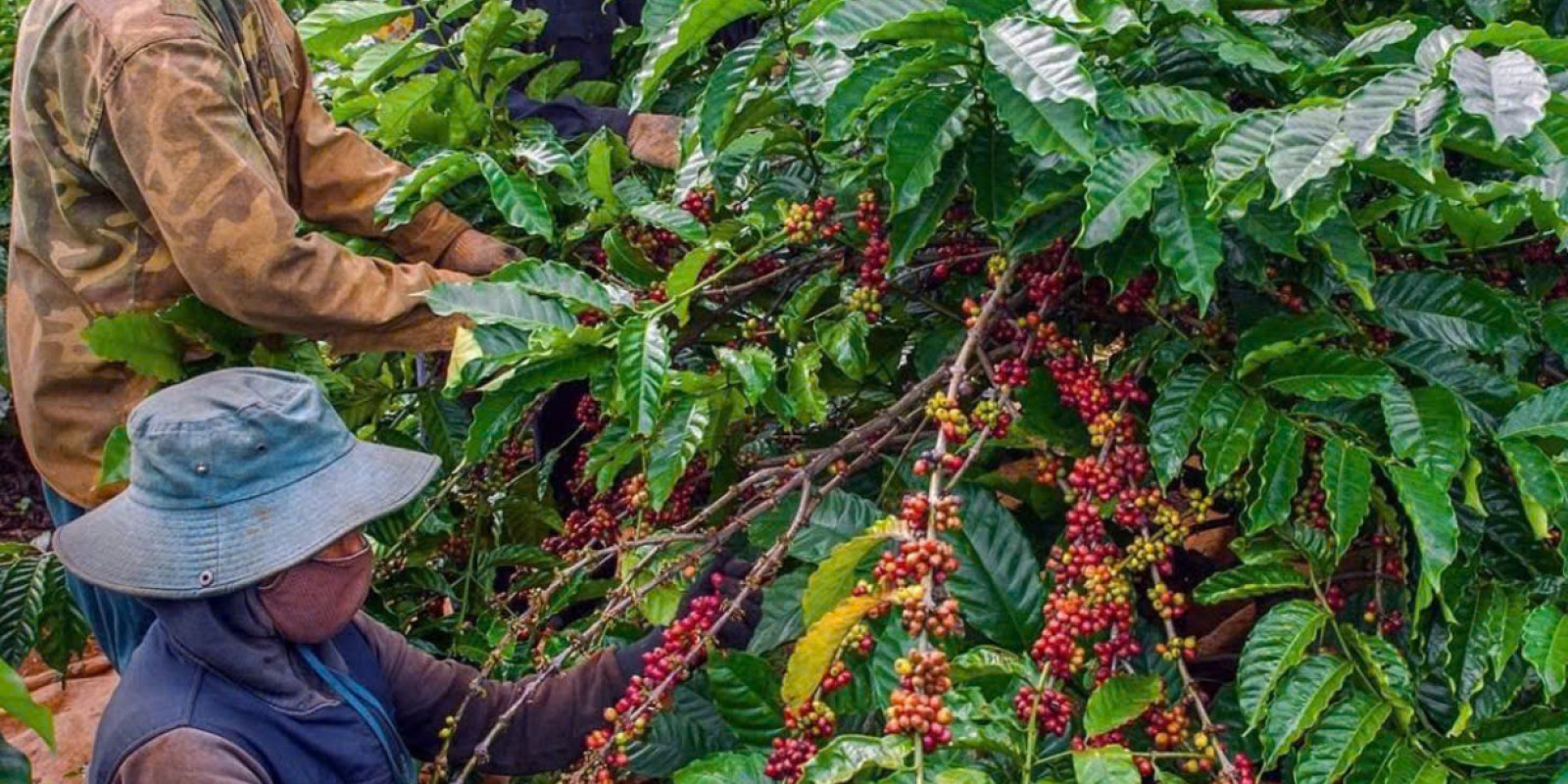 Dalat Easyrider Coffee Plantation Tour – Discover Vietnam’s Coffee Culture in the Central Highlands