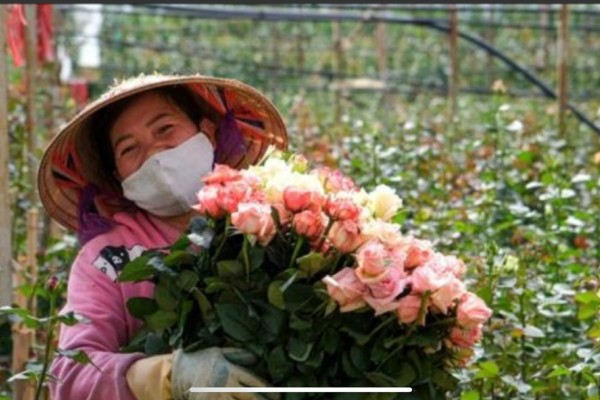Discover and Experience Flower Farming with Local Farmers in Da Lat with Dalat Easyrider 🌸🏍️