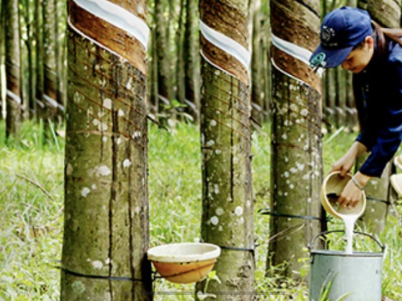 Explore Vietnam’s Endless Rubber Forests with Dalat Easyrider – A Journey into Nature and Tradition”
