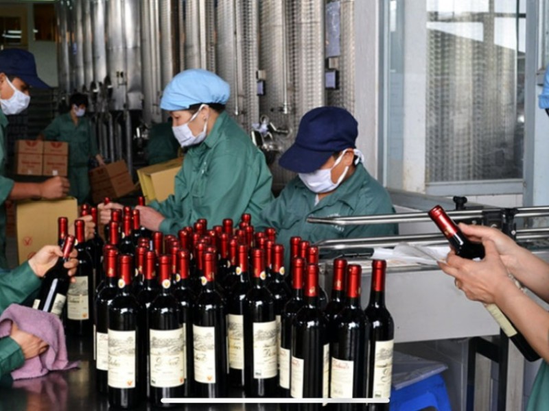 Discover Dalat’s Wine Culture: A Vineyard Adventure with Dalat Easyriders