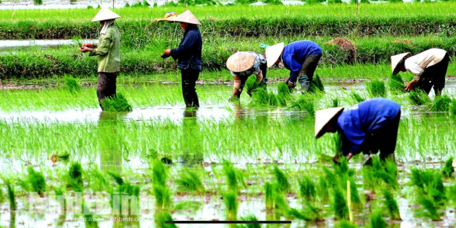 Rice & Mountains: Discovering Wet Rice Cultivation in Northwest Vietnam with Dalat Easyrider”
