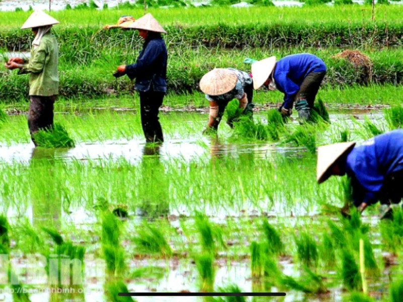 Rice & Mountains: Discovering Wet Rice Cultivation in Northwest Vietnam with Dalat Easyrider”