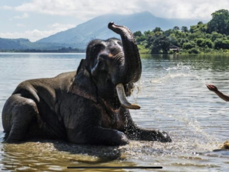 Elephant Adventures in Lak Lake & Buon Don – Explore the Wild Central Highlands with Dalat Easyrider”