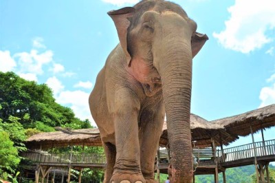 Elephant Riding
