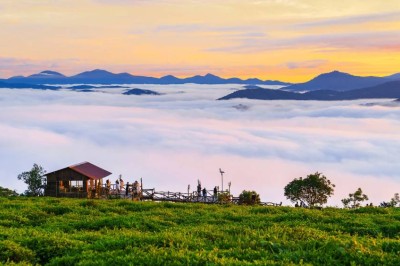 Coffee Farm