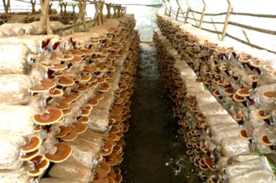Mushroom Farm