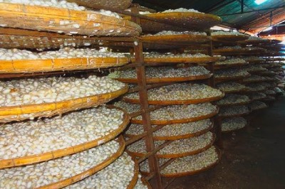 Silkworm Farm & Silk Factory
