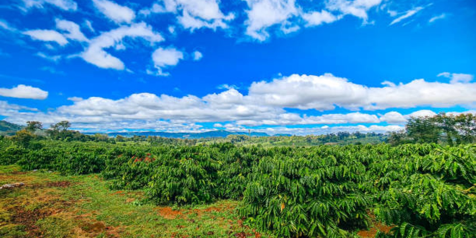 Sustainable Travel in Vietnam: Explore Da Lat the Responsible Way