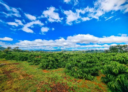 Sustainable Travel in Vietnam: Explore Da Lat the Responsible Way