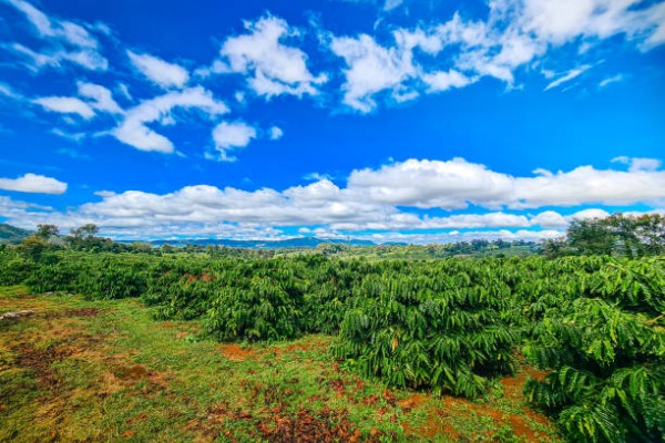 Sustainable Travel in Vietnam: Explore Da Lat the Responsible Way