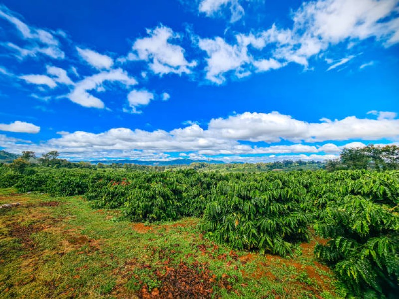 Sustainable Travel in Vietnam: Explore Da Lat the Responsible Way