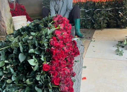 The Real Life of Da Lat farmers