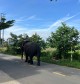Ride from Da Lat to Hoi An: Discover the Vietnam Most Travelers Never See