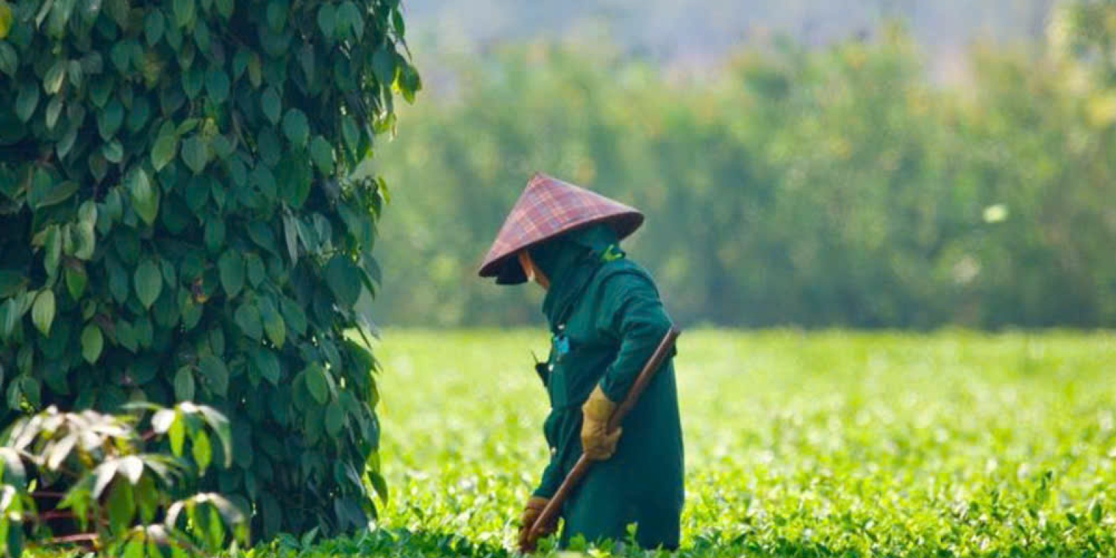 A Personal Experience of Da Lat